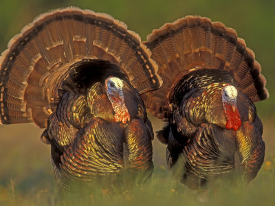 wild-turkey-picture-10